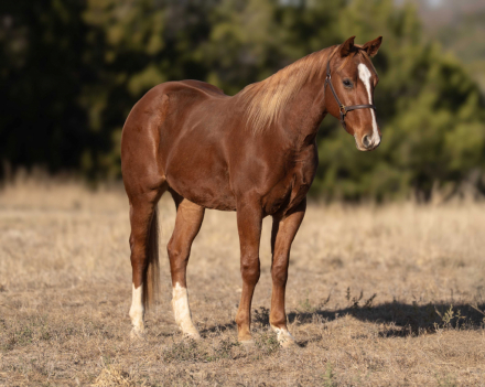 HorseID: 2306939 DUALIN DOC DOC - PhotoID: 1090743