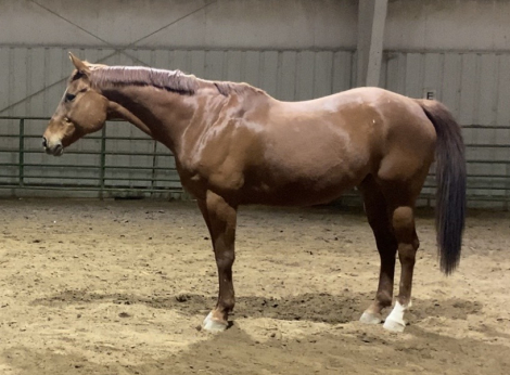 HorseID: 2306964 Concertos Encore - PhotoID: 1094595