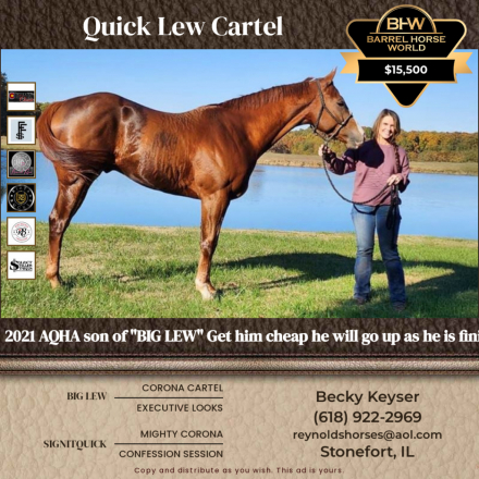 HorseID: 2307013 Quick Lew Cartel - PhotoID: 1090827