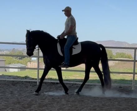 HorseID: 2307048 Bilador DKF - PhotoID: 1090893