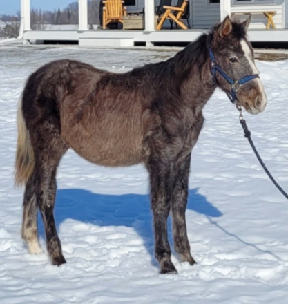 HorseID: 2307121 Teddy - PhotoID: 1090977