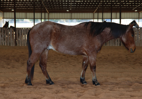 HorseID: 2307151 HIRED HARLAN - PhotoID: 1091057