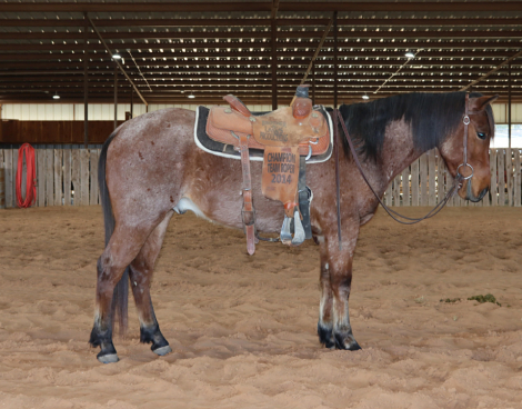 HorseID: 2307151 HIRED HARLAN - PhotoID: 1091058