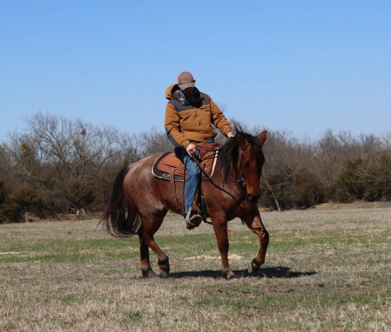 HorseID: 2307151 HIRED HARLAN - PhotoID: 1091059