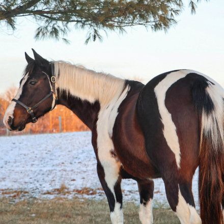 HorseID: 2307151 SUNSHINS SHASTAS DAISY - PhotoID: 1091058