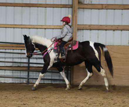 HorseID: 2307151 SUNSHINS SHASTAS DAISY - PhotoID: 1091059