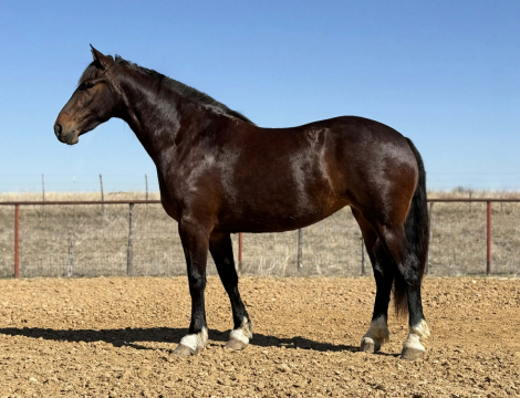 HorseID: 2307152 MONARCH - PhotoID: 1091086