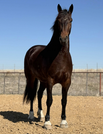 HorseID: 2307152 MONARCH - PhotoID: 1091087