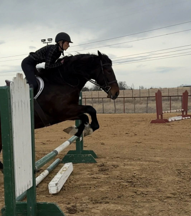 HorseID: 2307152 MONARCH - PhotoID: 1091088