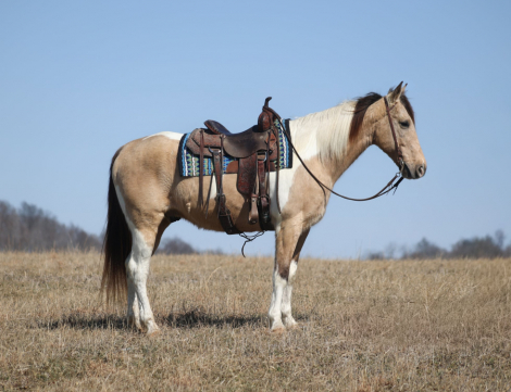 HorseID: 2307156 JAMES - PhotoID: 1091069