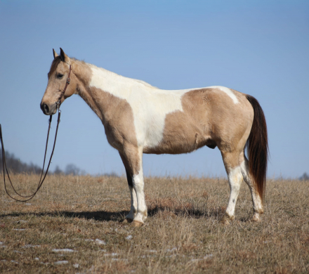 HorseID: 2307156 JAMES - PhotoID: 1091070