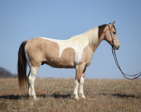 HorseID: 2307156 JAMES - PhotoID: 1091071