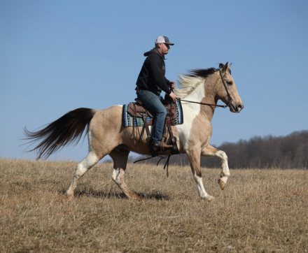 HorseID: 2307156 JAMES - PhotoID: 1091072