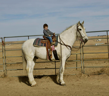 HorseID: 2307156 CHALUPA - PhotoID: 1091070