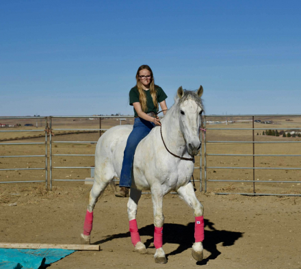 HorseID: 2307156 CHALUPA - PhotoID: 1091072