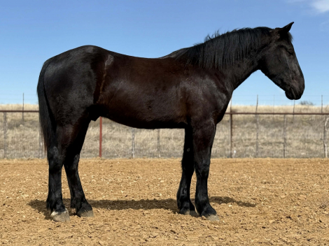 HorseID: 2307159 SPARKY - PhotoID: 1091101