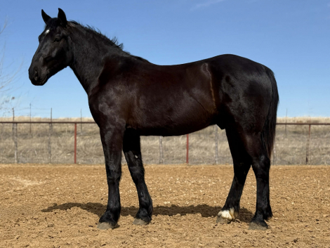 HorseID: 2307159 SPARKY - PhotoID: 1091102