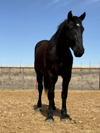 HorseID: 2307159 SPARKY - PhotoID: 1091103