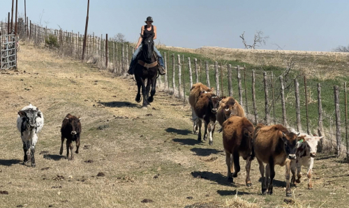 HorseID: 2307159 SPARKY - PhotoID: 1091104