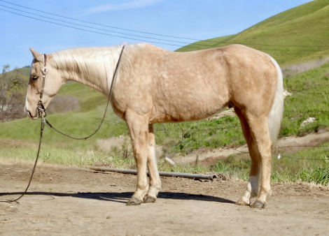 HorseID: 2307160 APEX - PhotoID: 1091061