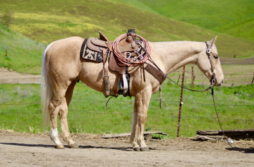 HorseID: 2307160 APEX - PhotoID: 1091062