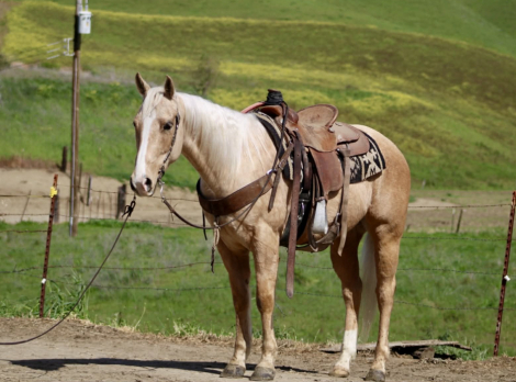 HorseID: 2307160 APEX - PhotoID: 1091063