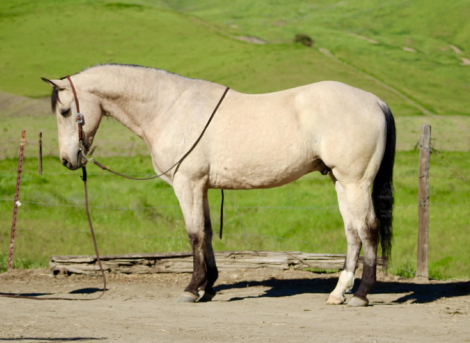 HorseID: 2307160 CASHEW - PhotoID: 1091061