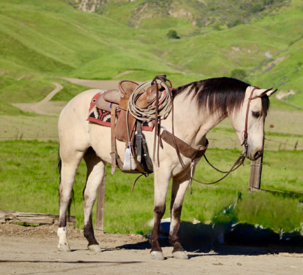 HorseID: 2307160 CASHEW - PhotoID: 1091062