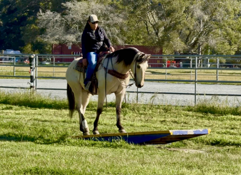 HorseID: 2307160 CASHEW - PhotoID: 1091063