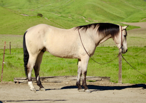 HorseID: 2307160 CASHEW - PhotoID: 1091064