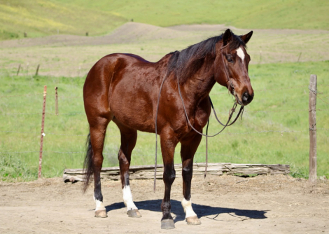 HorseID: 2307164 CHIP - PhotoID: 1091065