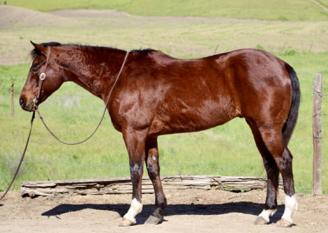 HorseID: 2307164 CHIP - PhotoID: 1091067