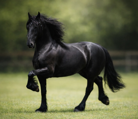 HorseID: 2307165 PARIS - PhotoID: 1091073