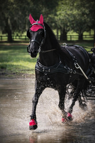 HorseID: 2307165 PARIS - PhotoID: 1091074