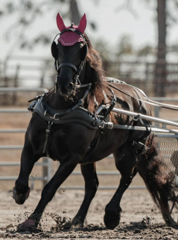 HorseID: 2307165 PARIS - PhotoID: 1091075