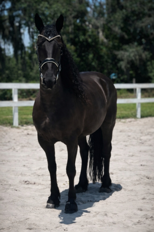 HorseID: 2307165 PARIS - PhotoID: 1091076