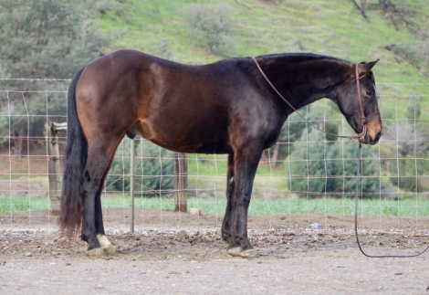 HorseID: 2307274 LUCKY - PhotoID: 1091368