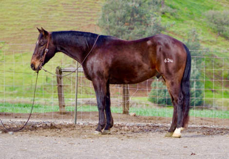 HorseID: 2307274 LUCKY - PhotoID: 1091369