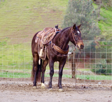 HorseID: 2307274 LUCKY - PhotoID: 1091370