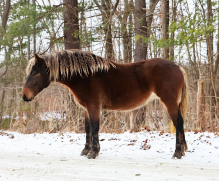 HorseID: 2307274 SNICKERS - PhotoID: 1091368