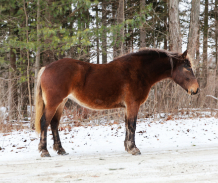 HorseID: 2307274 SNICKERS - PhotoID: 1091369