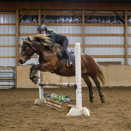 HorseID: 2307274 SNICKERS - PhotoID: 1091370