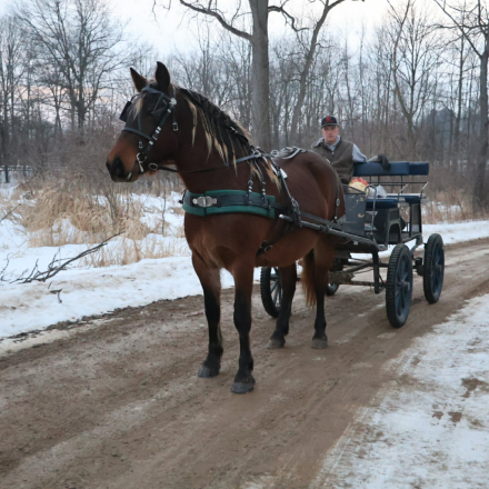 HorseID: 2307274 SNICKERS - PhotoID: 1091371