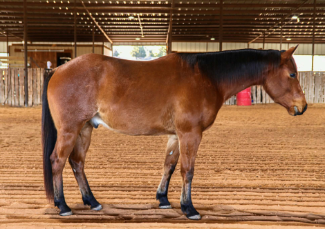 HorseID: 2307276 JIMMER B HANCOCK - PhotoID: 1091364