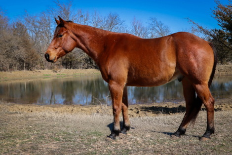 HorseID: 2307276 JIMMER B HANCOCK - PhotoID: 1091365