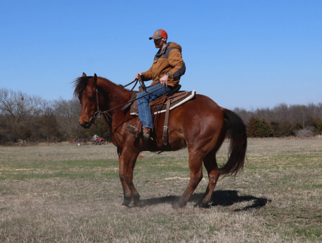 HorseID: 2307276 JIMMER B HANCOCK - PhotoID: 1091366