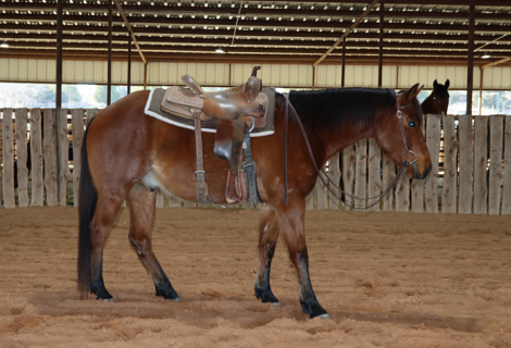HorseID: 2307276 JIMMER B HANCOCK - PhotoID: 1091367