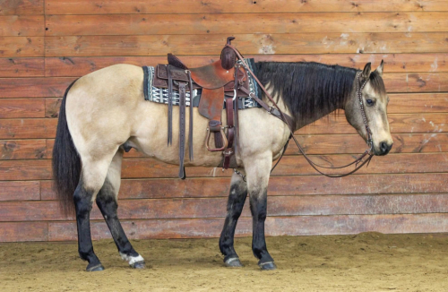 HorseID: 2307276 CHANCE - PhotoID: 1091364