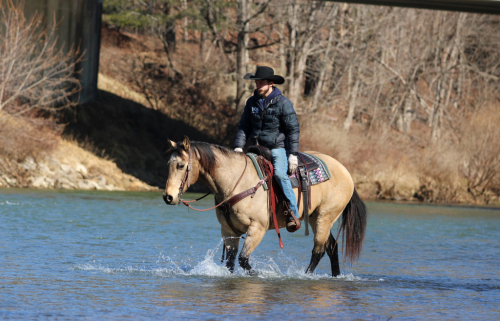 HorseID: 2307276 CHANCE - PhotoID: 1091366