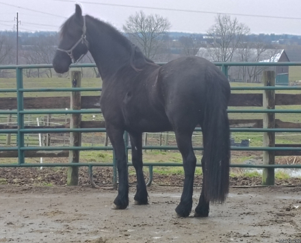 HorseID: 2307342 Mata Hari - PhotoID: 1091273